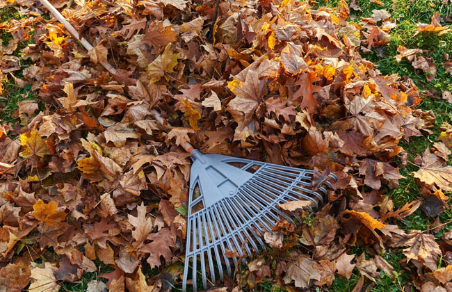 Leaf Cleanup